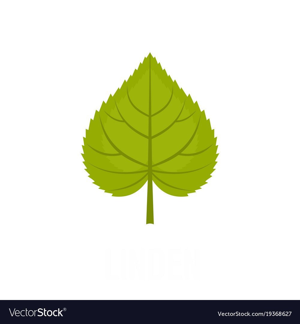 Листья разных деревьев