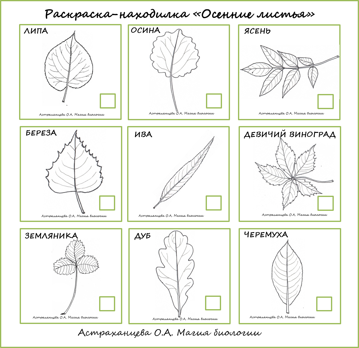 Форма листовой пластинки пеларгонии
