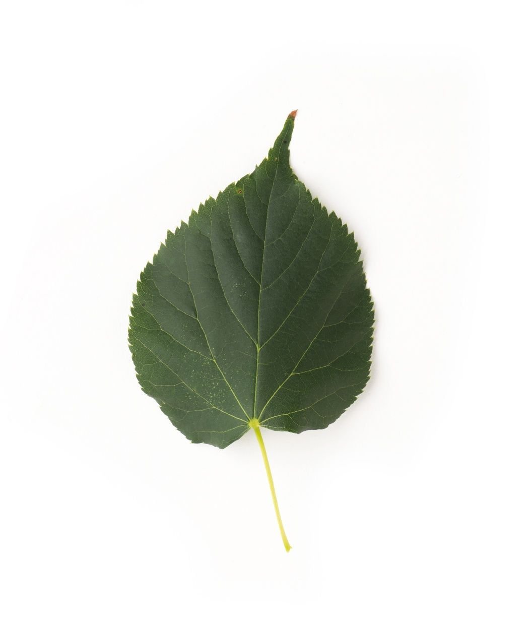 Липовый лист на белом фоне
