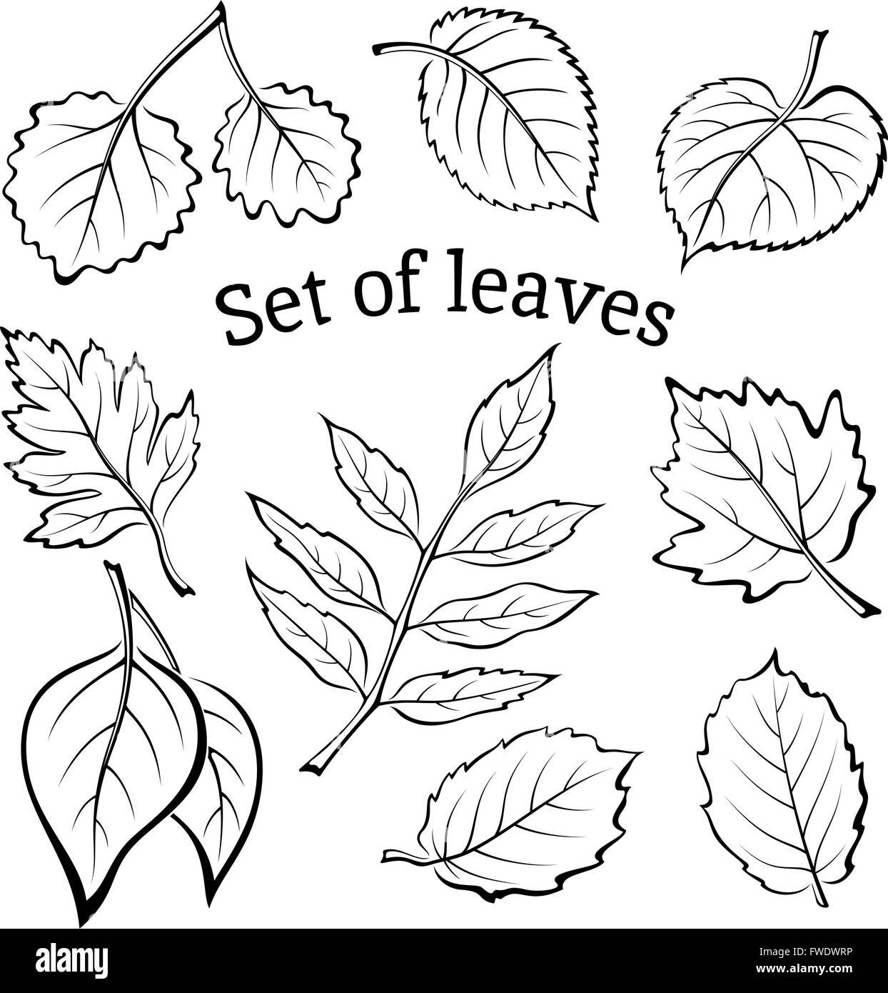 Лист липы на белом фоне