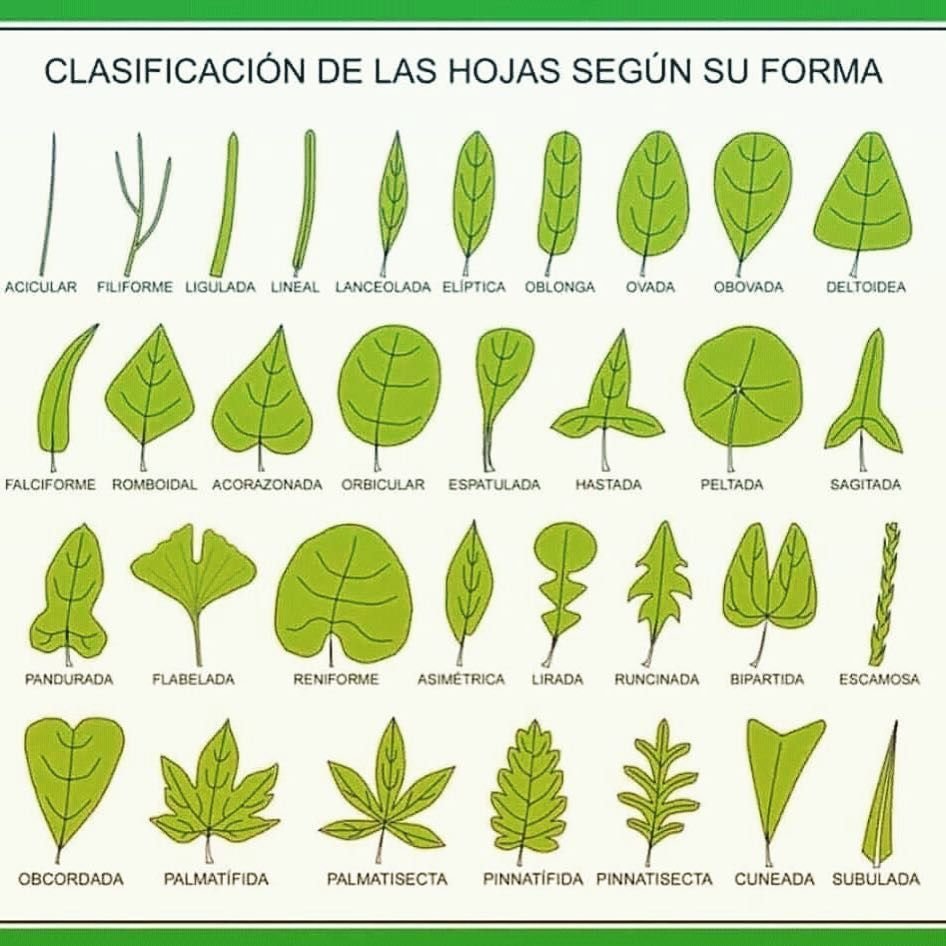 Типы жилкования листа