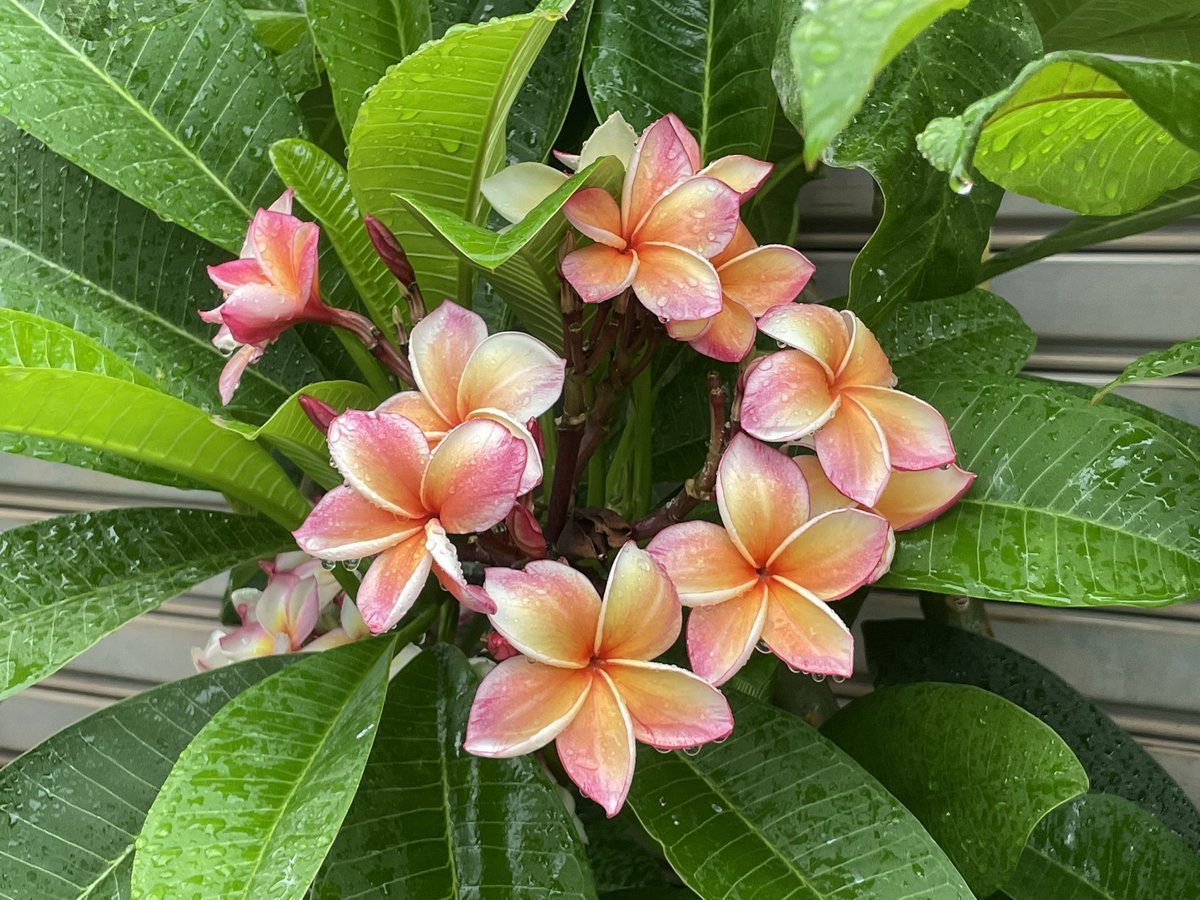 Плюмерия Plumeria d12 h20