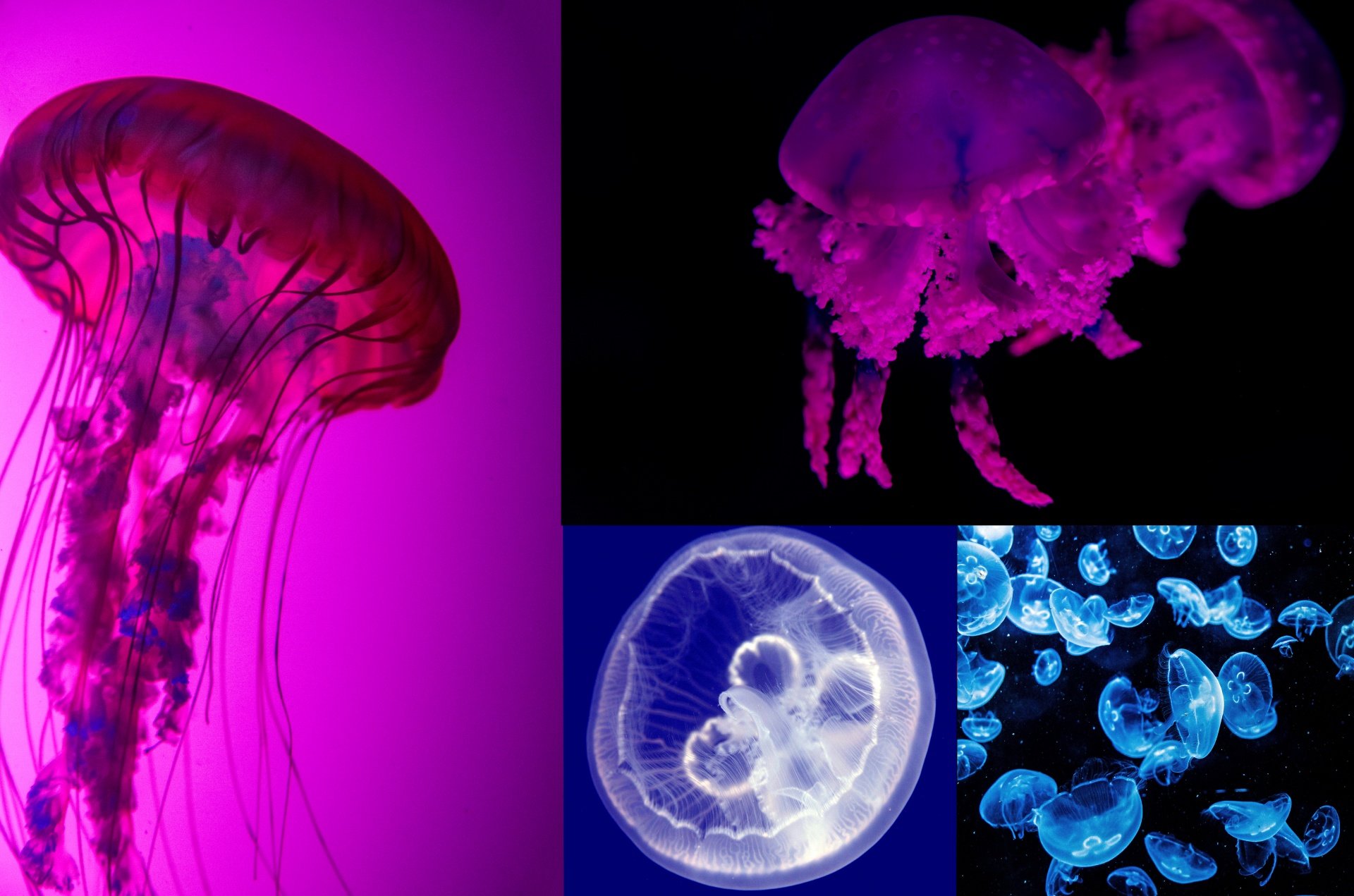 Медуза цена лайф. Сцифоидные медузы. Медуза Грибовик.