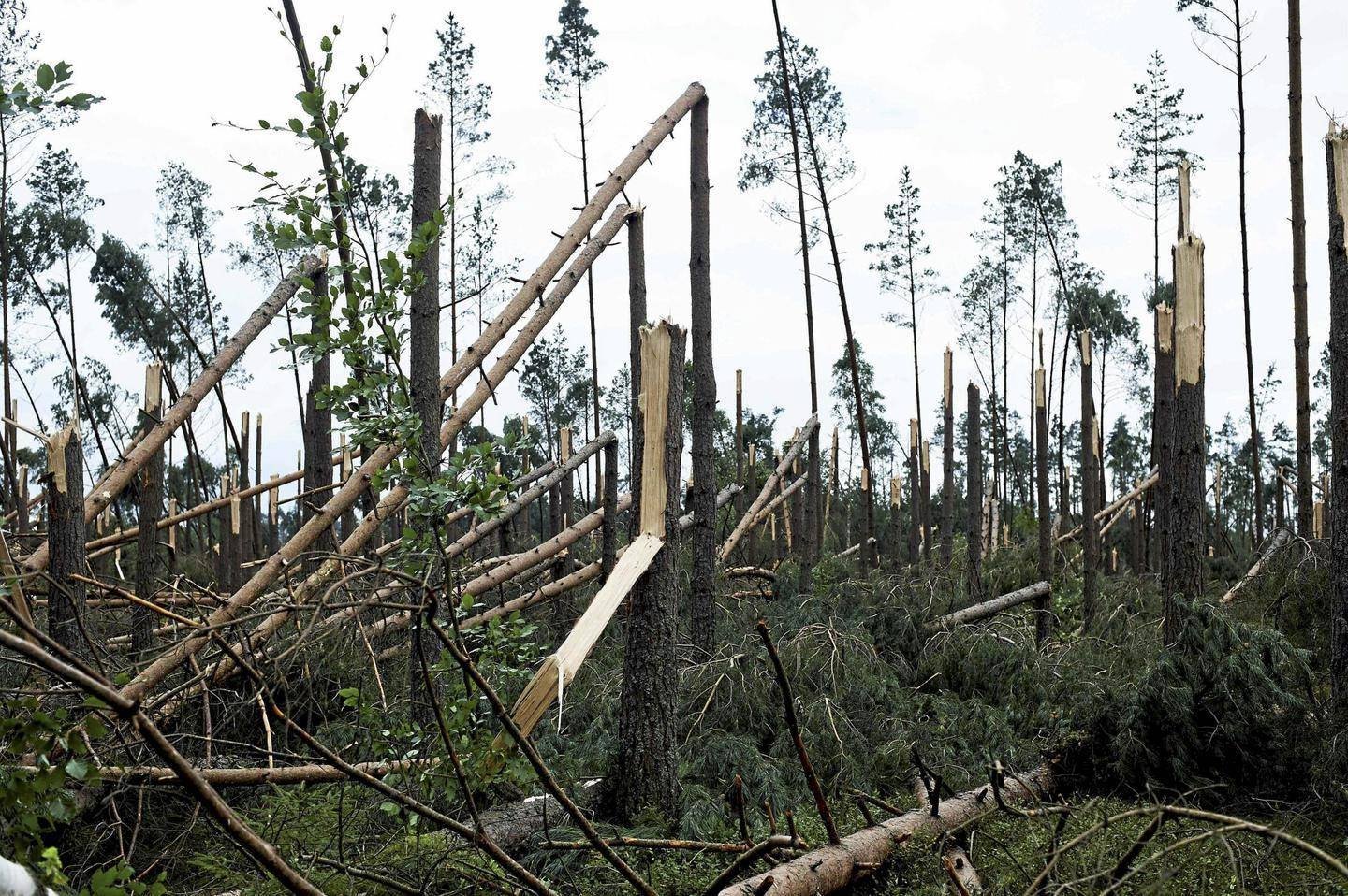 Ломаный лес. Поваленный лес. Поваленное дерево. Сломанное дерево. Деревья после урагана.
