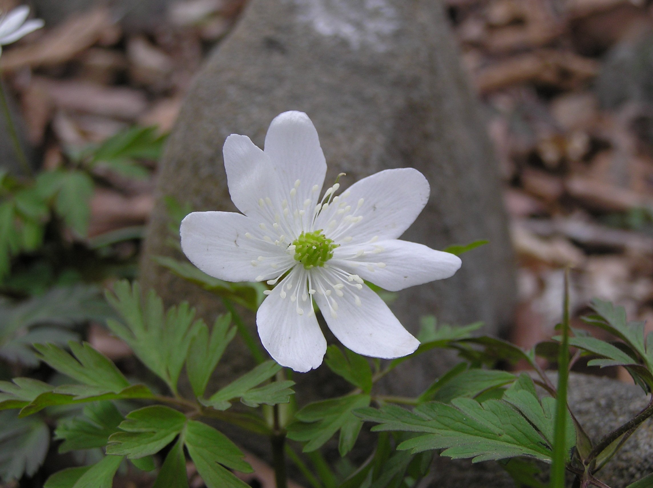 Белый приморский. Ветреница Амурская (Anemone amurensis). Первоцветы ветреница. Подснежник ветреница Лесная. Ветреница Сибирская анемона.