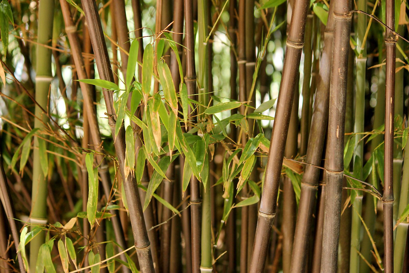 Бамбук в среднем вырастает. Мексиканский Плакучий бамбук. Bambusa Phyllostachys nigra. Бамбук листоколосник. Бамбук Phyllostachys nigra.