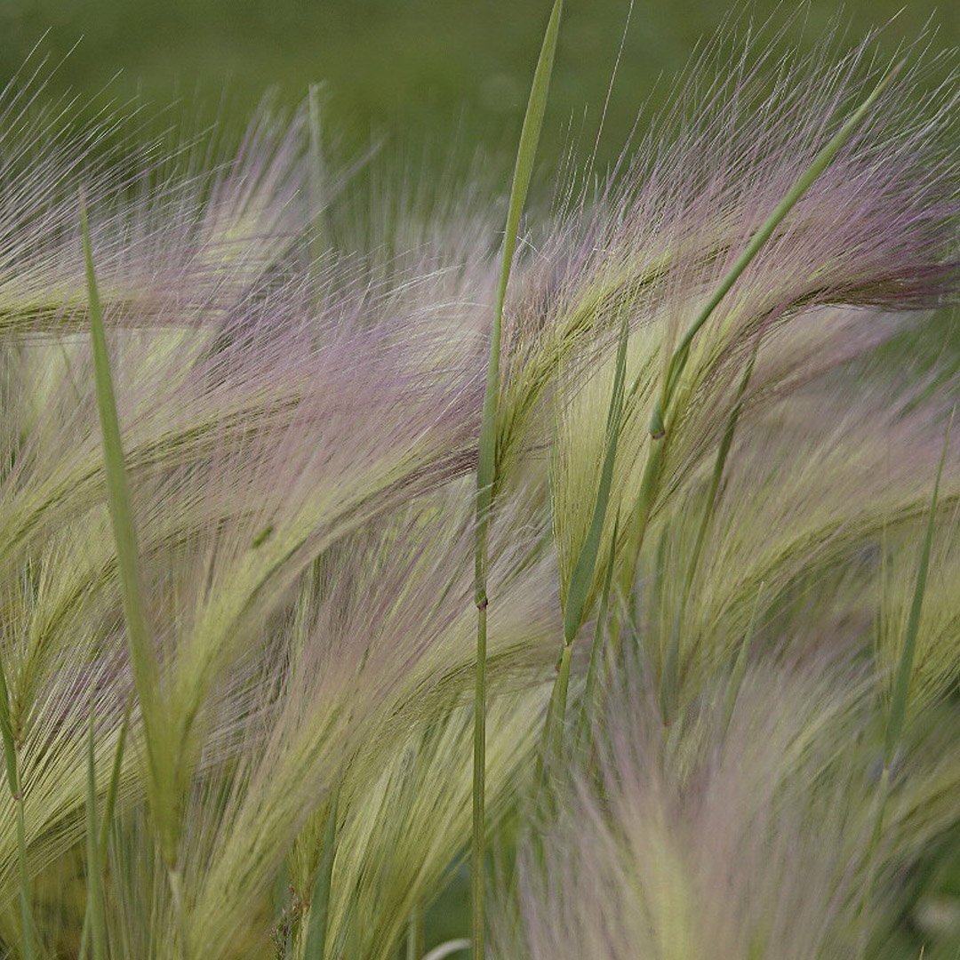 Ковыль перистый описание. Ковыль перистый (Stipa pennata). Ковыль перистый Алтайский заповедник.