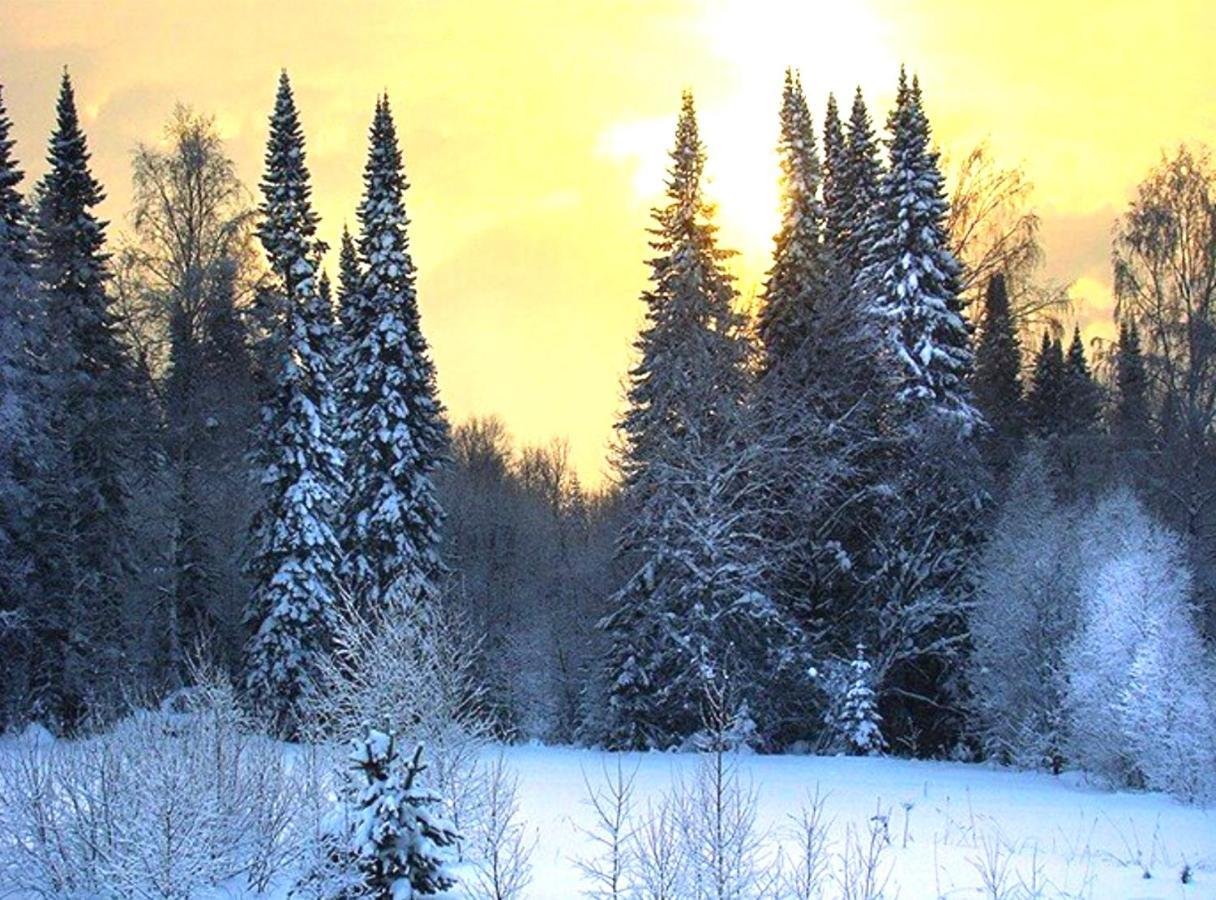 В тайге продолжительная холодная зима. Зимняя Тайга. Тайга зимой. Зима в лесу. Таежный лес зимой.