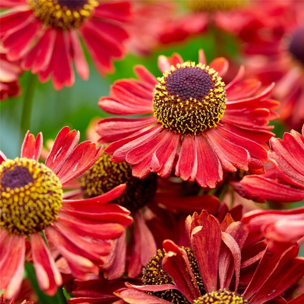 Гелениум осенний Helenium autumnale