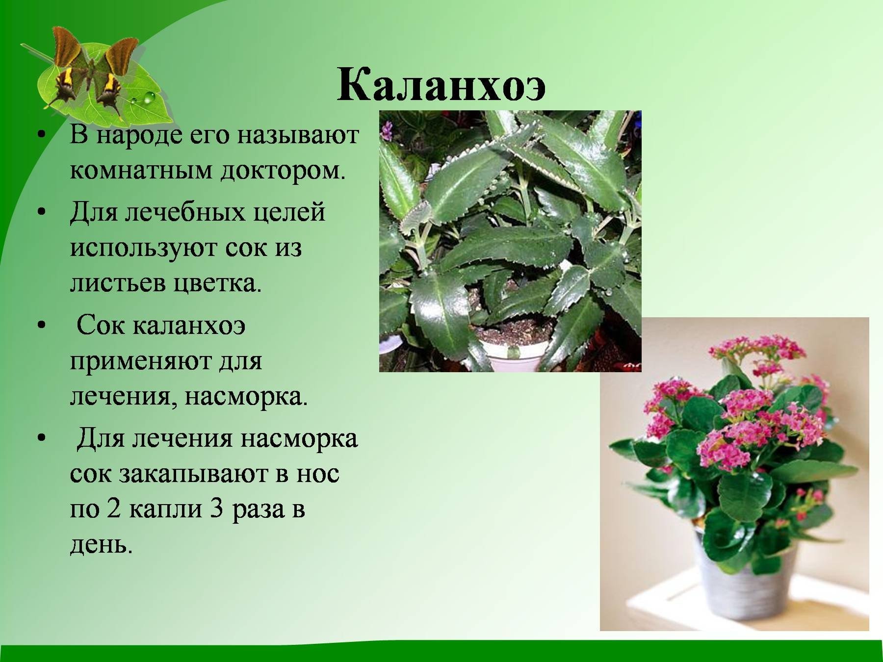 Опишите особенности растений каланхоэ. Каланхоэ цветок комнатный. Каланхоэ лечебное растение комнатное. Горшечное растение каланхоэ. Каланхоэ лекарь.