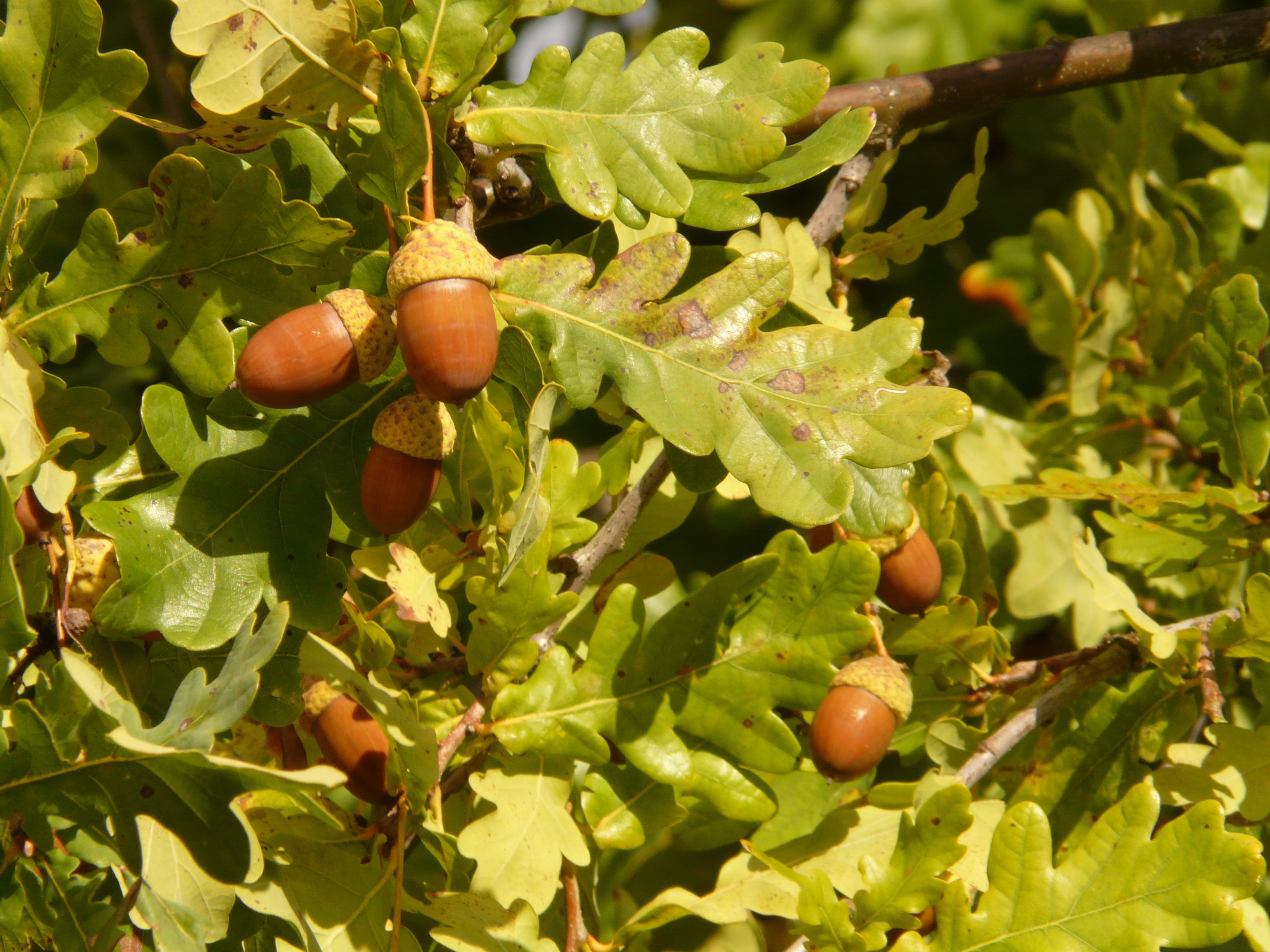 Цветок дубовые листья. Дуб черешчатый (Quercus Robur). Дуб черешчатый (Quercus Robur l.). Дуб черешчатый (обыкновенный) - Quercus Robur.