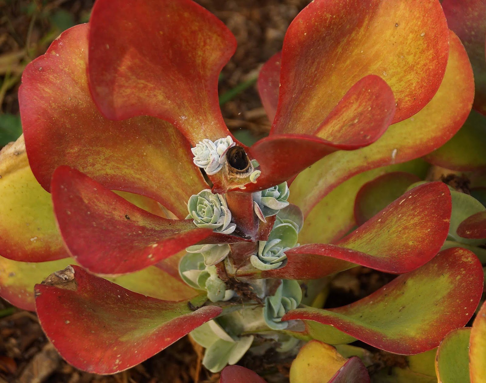 Kalanchoe Турсифлора