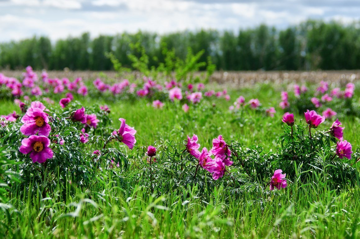 Пионы плантация