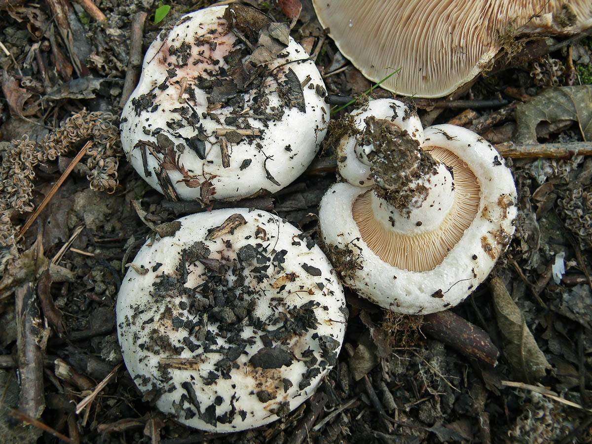 Как называется гриб похожий. Осиновый груздь (Lactarius controversus). Груздь осиновый Тополевый. Пластинчатые грибы грузди. Белый груздь.