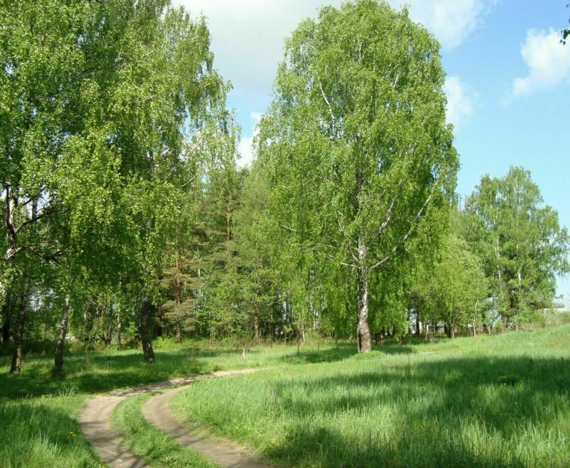 Без рощ. Березовая роща Брянск. Березовая роща лето. Березовая роща опушка. Парк Берёзовая роща сирень.