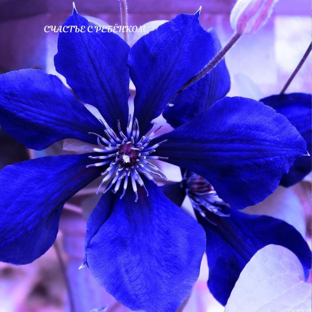 Синие цветы на языке цветов. Индига Фловер. Цветок Шафран мурена индиго. Синие цветы. Темно синие цветы.