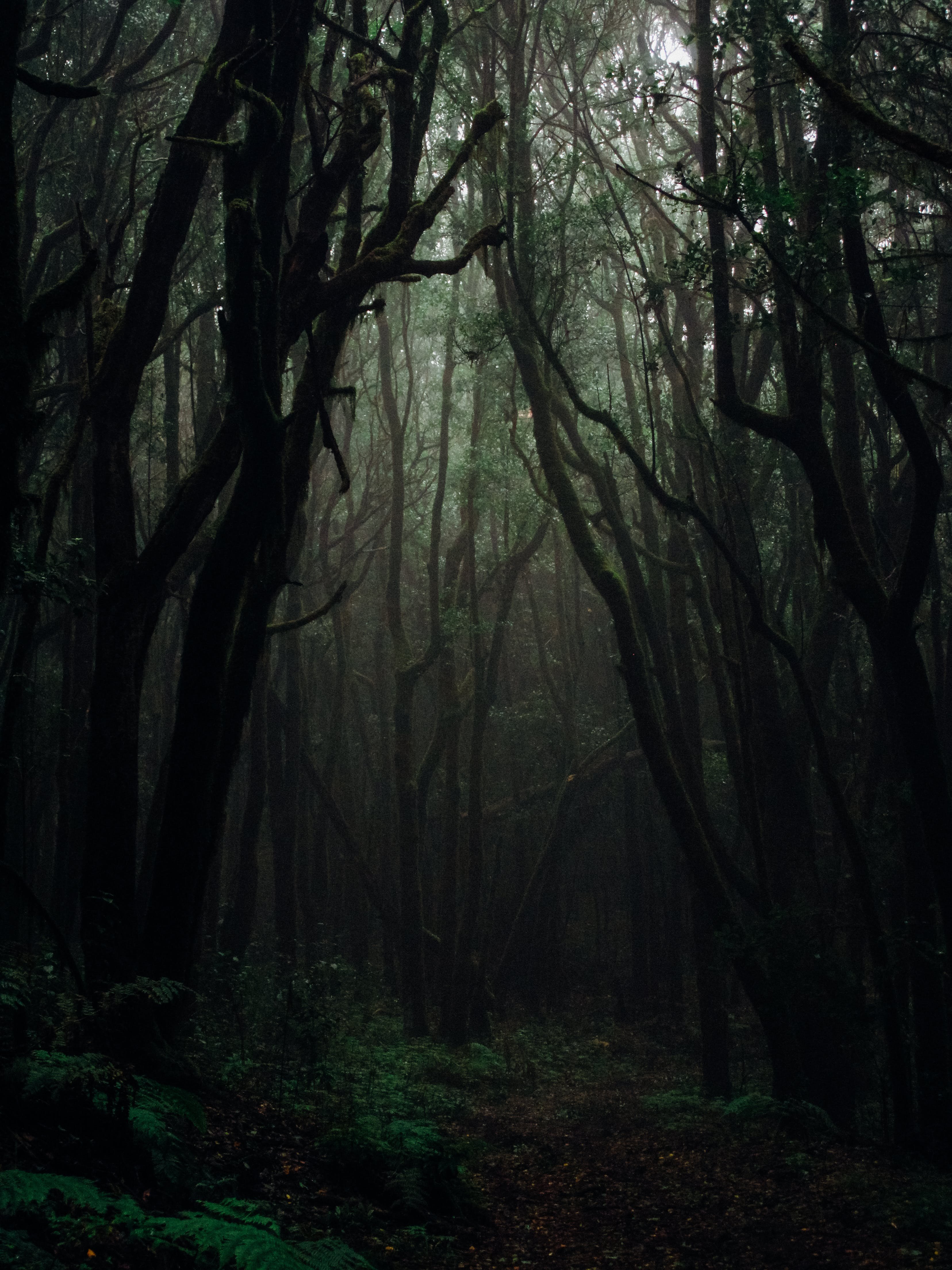 Темный непроходимый лес - 69 фото