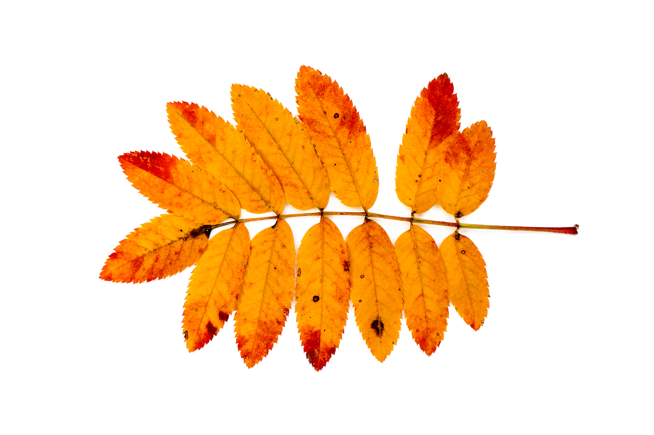 Листья рябины осенью - 53 фото