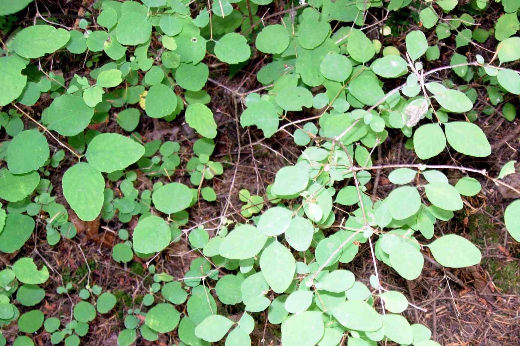 Сорняк с круглыми листьями фото и названия
