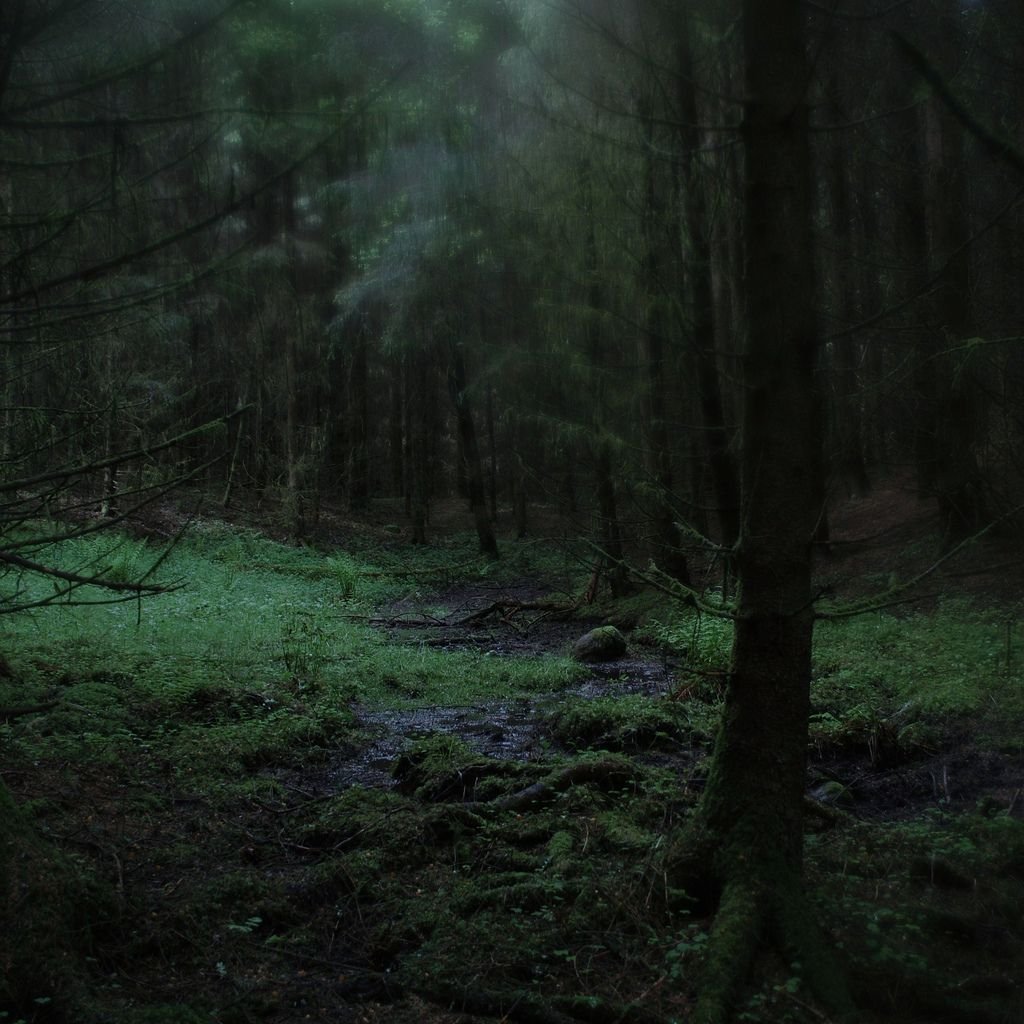 Темная чаща леса