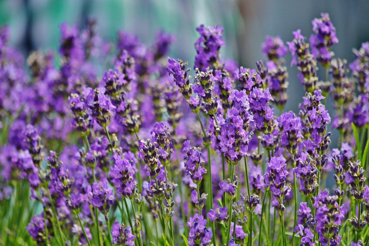 Лаванда (Lavandula officinalis)