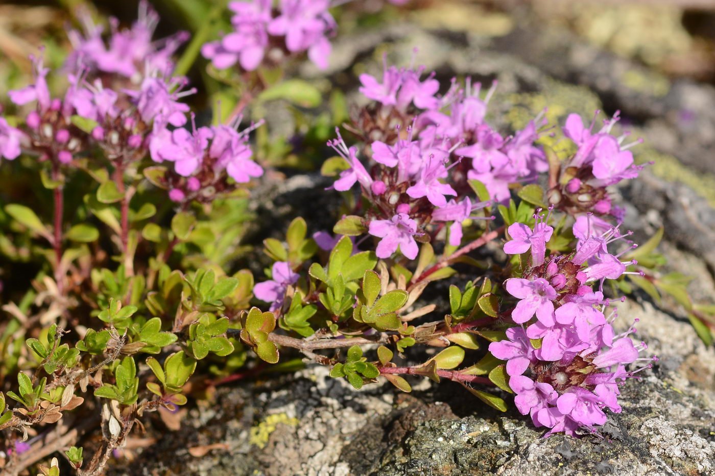 Чабрец какое. Тимьян ползучий (Thymus serpyllum). Тимьян (чабрец) ползучий (Thymus serpyllum). Чабрец Боровой. Тимьян ползучий (Thymus serpyllum 'Magic Carpet').