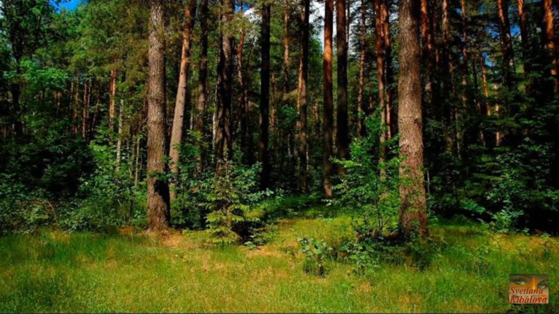 Хвойно лиственная тайга. Хвойно-широколиственный лес Московская область. Сосновый Бор Брянская область лес. Хвойный лес Брянской области. Широколиственный лес тайги.