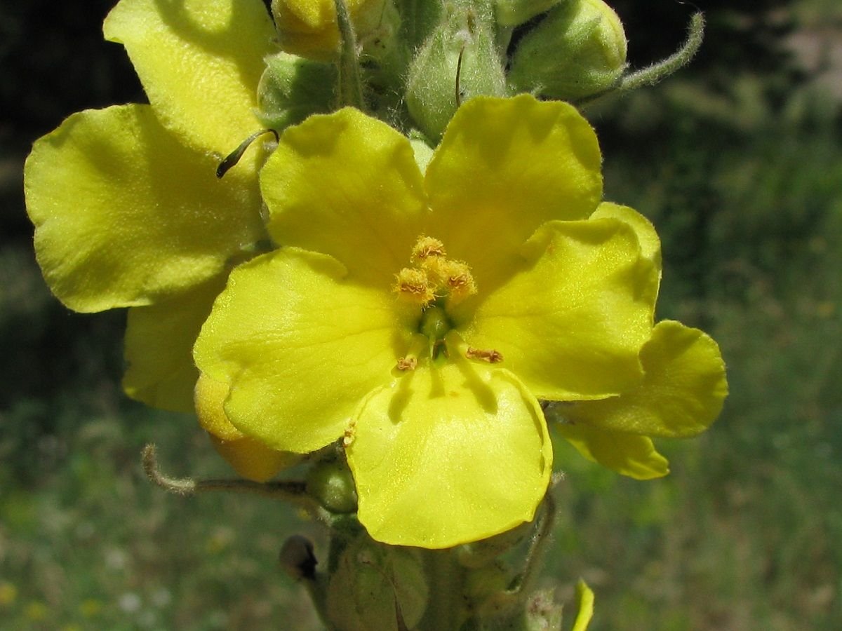 Verbascum Thapsus коровяк обыкновенный