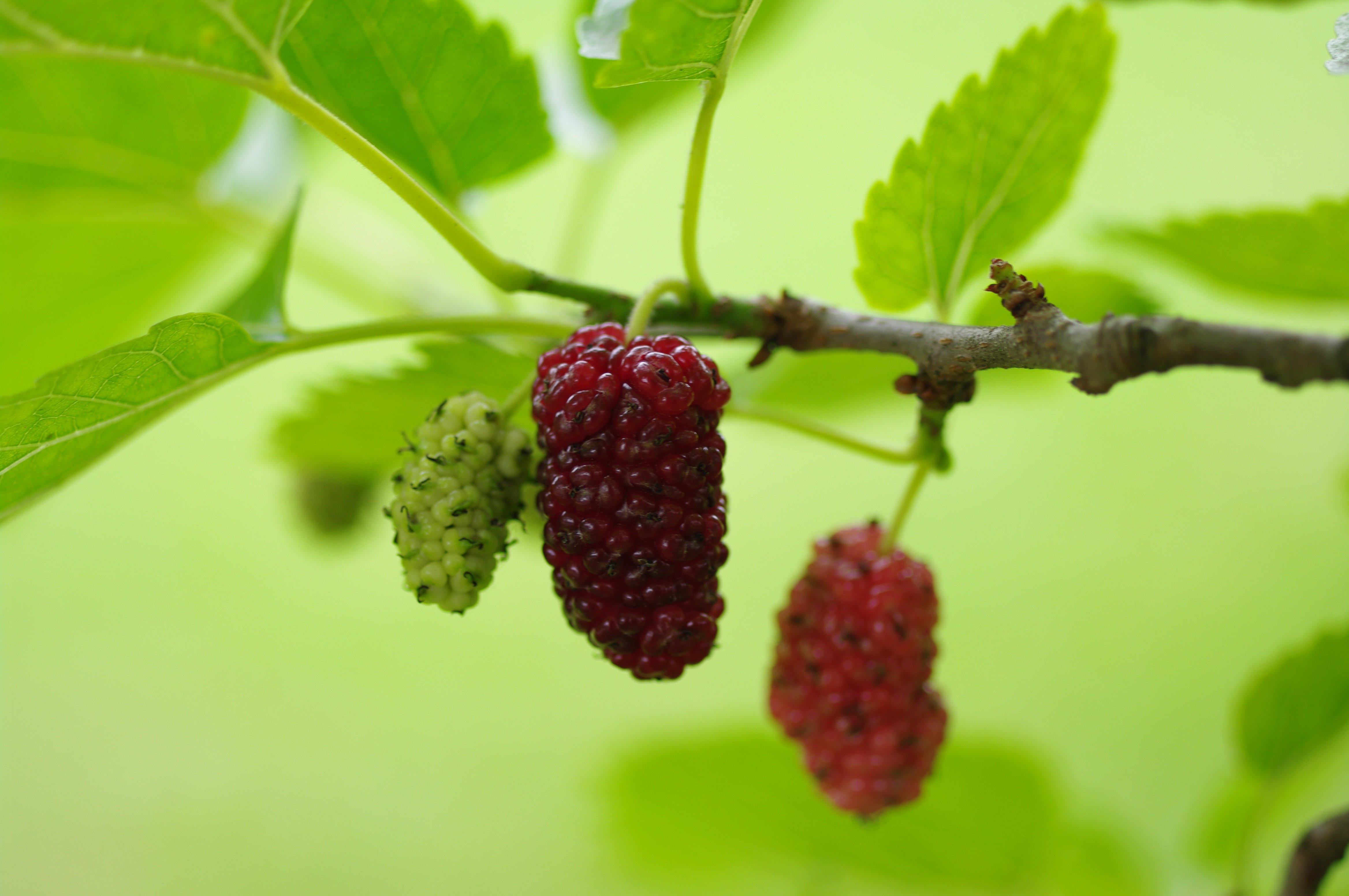 Тутовник это ягода или фрукт. Шелковица красная (Morus rubra ). Шелковица Морус Рубра. Mulberry шелковица. Шелковица тутовое дерево.