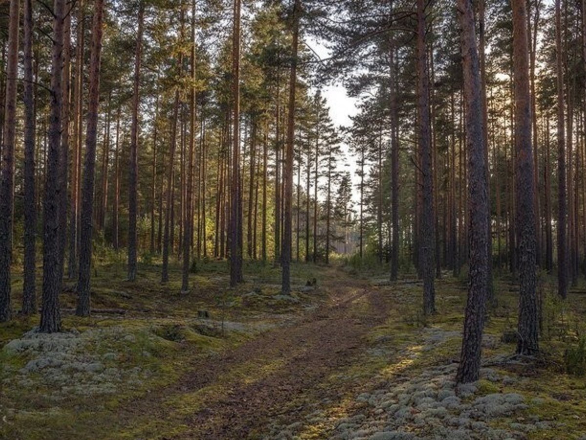 Лесная Поляна Саровского леса