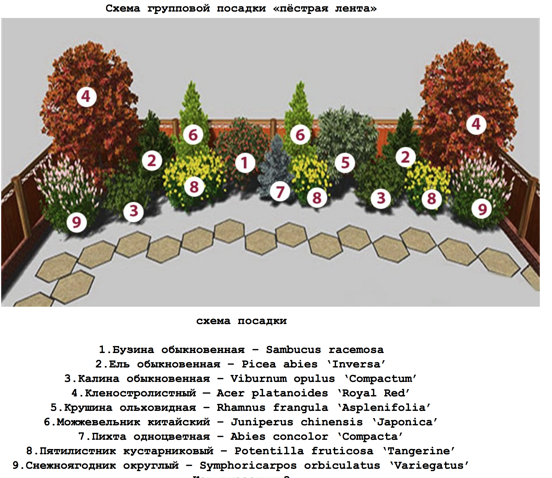 Живой расположить. Миксбордер вдоль забора схема посадки. Миксбордер из хвойных и кустарников схемы вдоль забора. План посадки кустарников. Композиция из деревьев и кустарников вдоль забора.