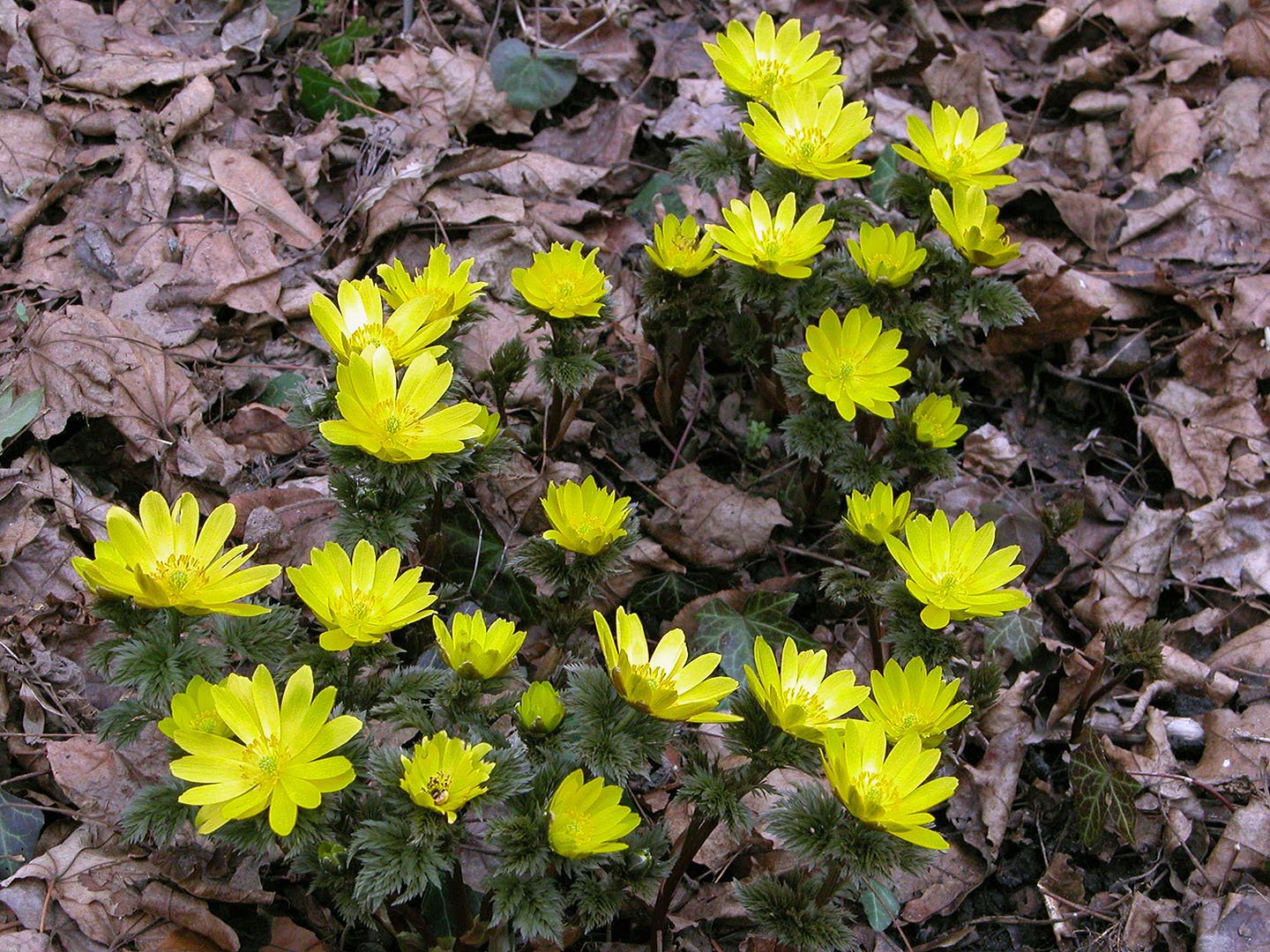 Адонис Амурский Adonis amurensis