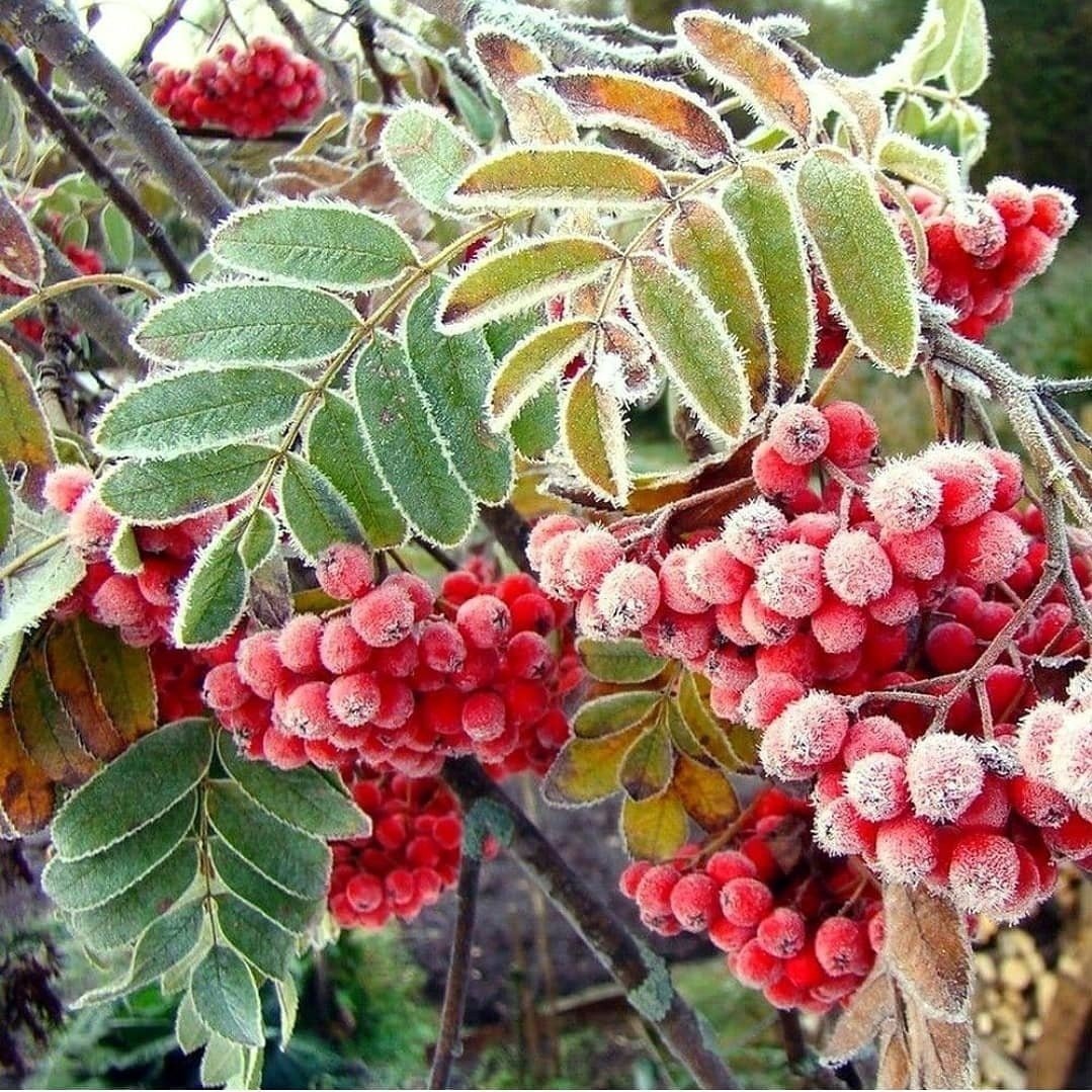 Sorbus arnoldiana 'Coral Pink' - рябина Арнольда