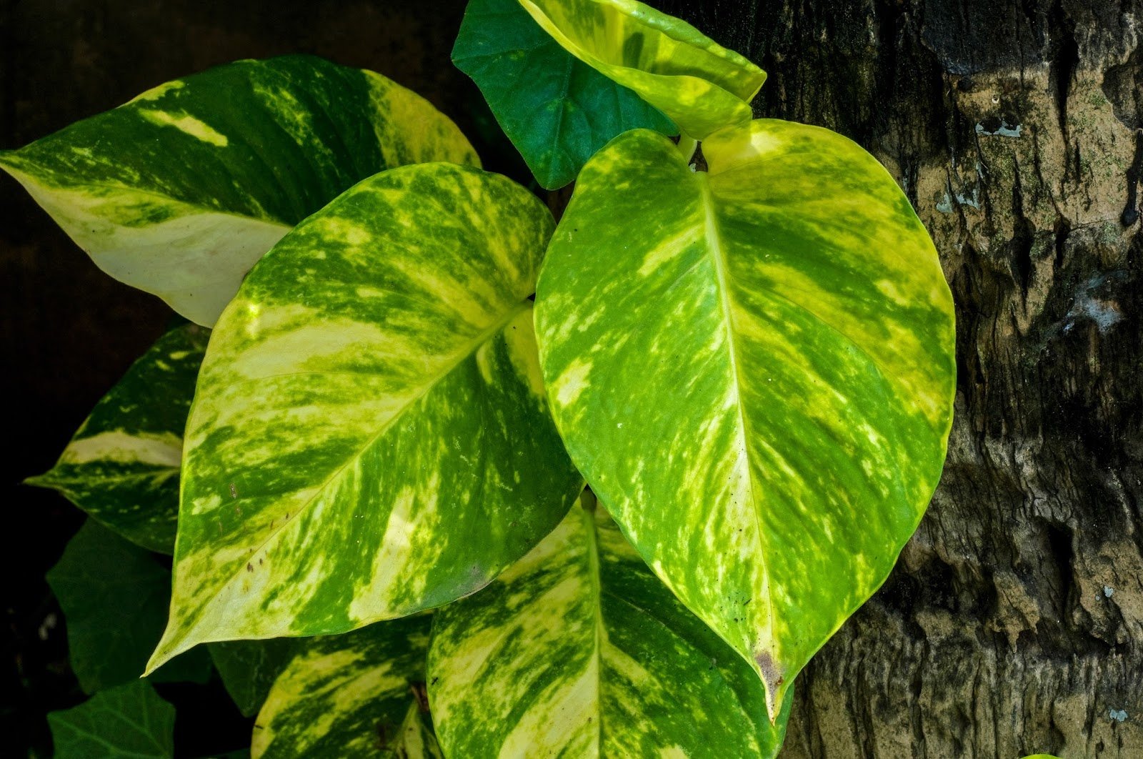 Эпипремнум Golden Pothos