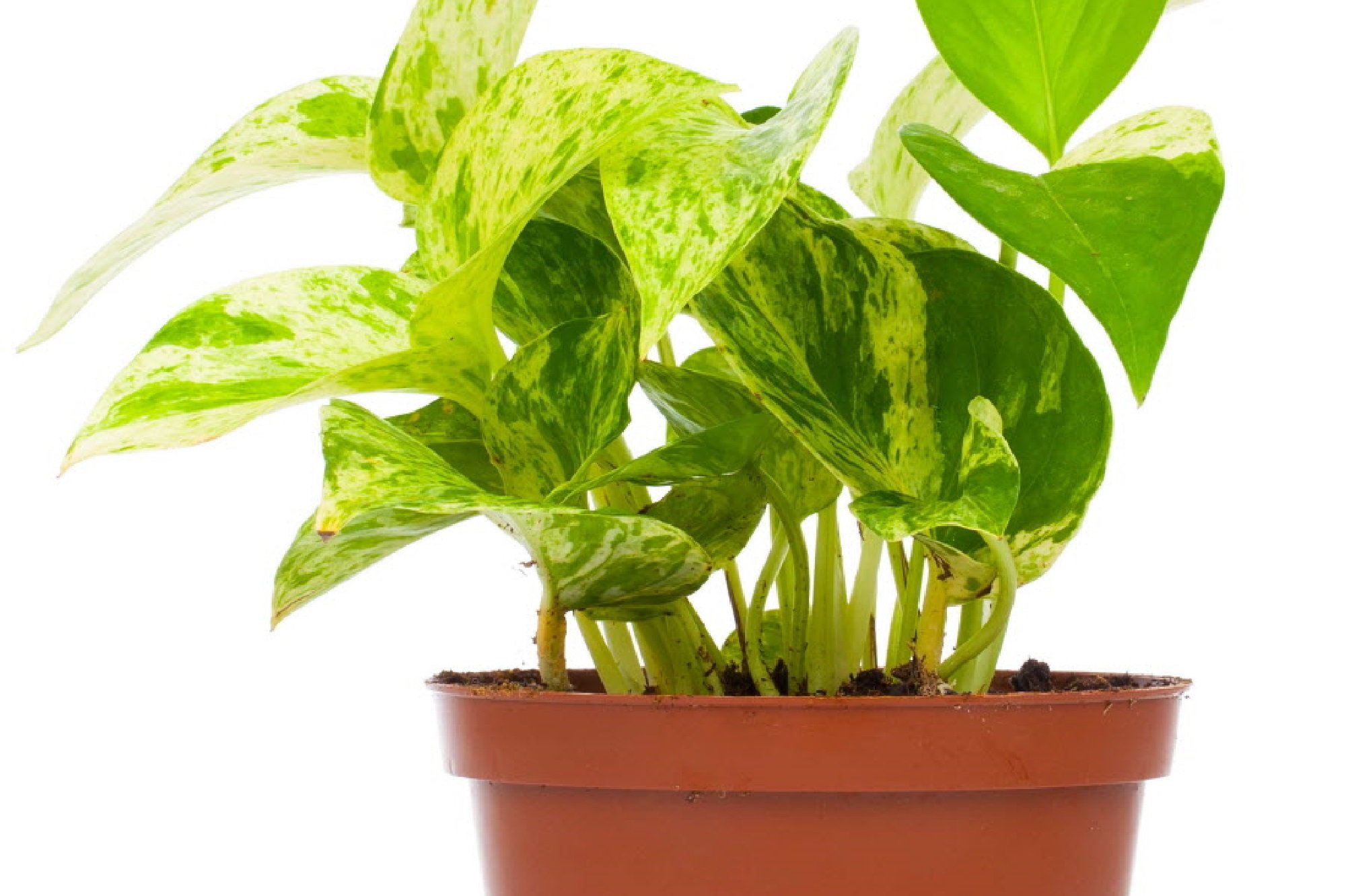 Эпипремнум Golden Pothos