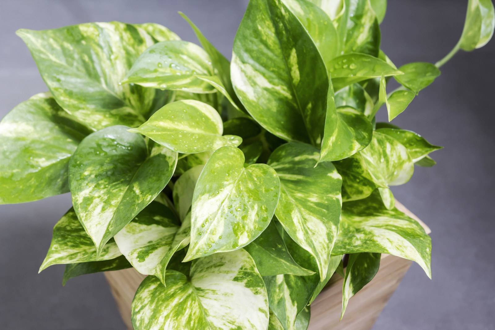 Эпипремнум Golden Pothos