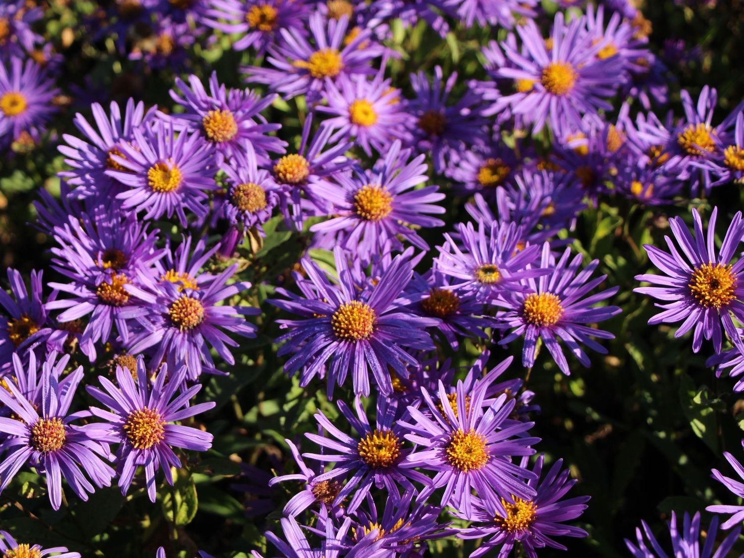 Астра Ромашковая Aster amellus