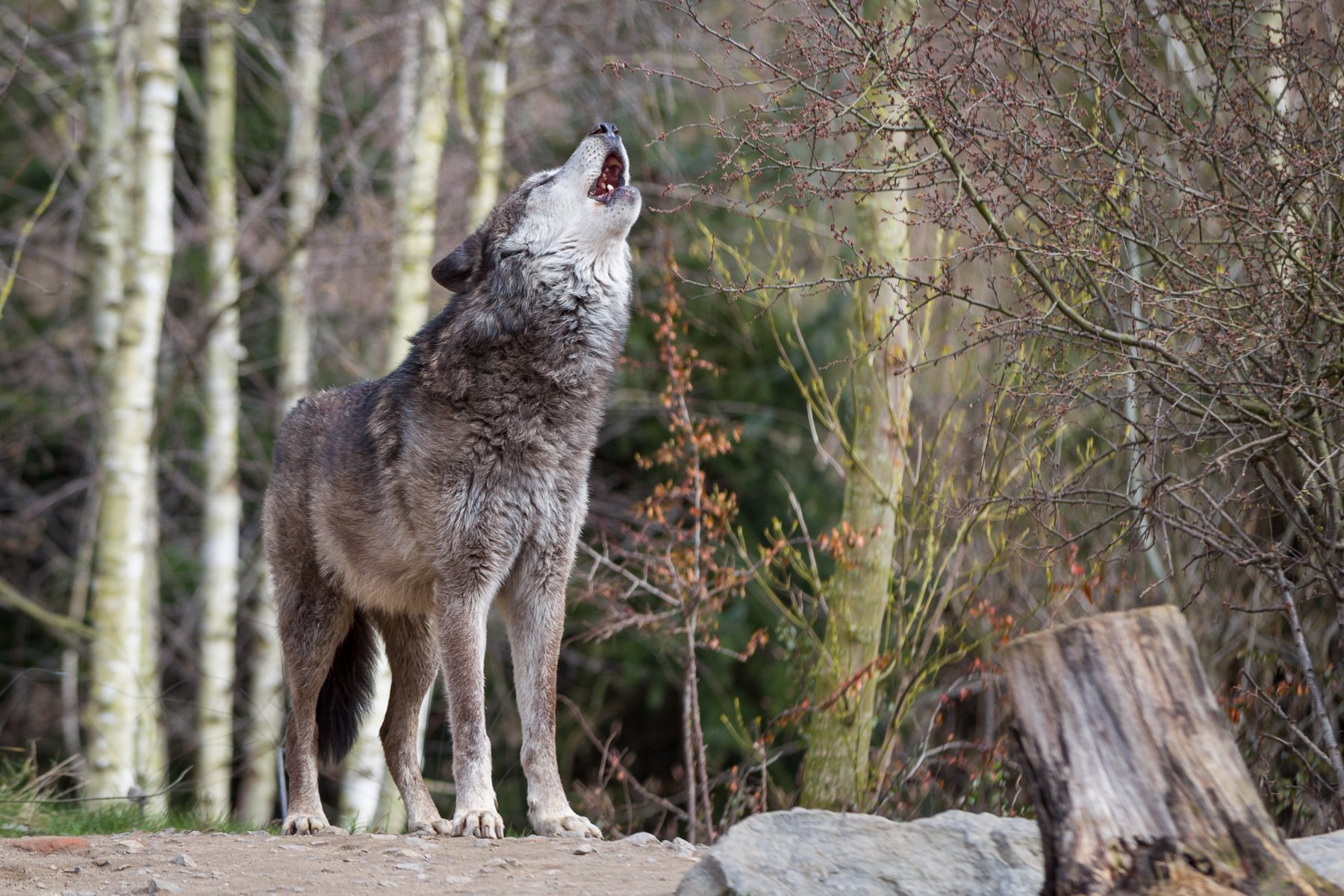 Жизнь серого волка. Макензийский Равнинный волк. Евразийский волк. Манитобский волк. Очковый волк.
