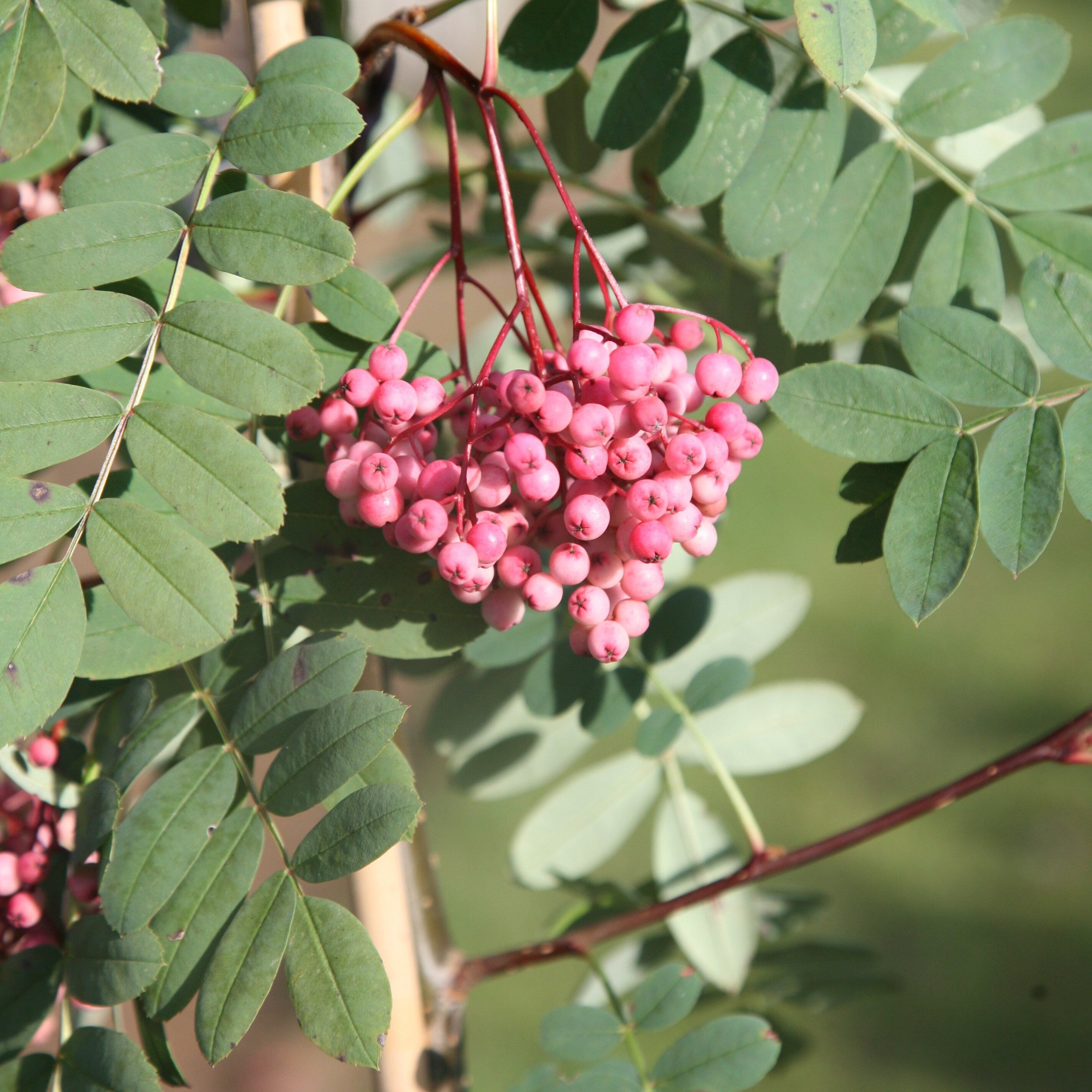 Рябина сладкоплодная Пинк. Рябина Вильморена. Sorbus arnoldiana Kirsten Pink. Sorbus arnoldiana 'Coral Pink' - рябина Арнольда.