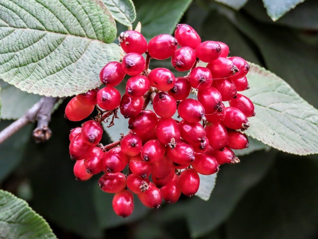 Рябина пинк. Калина гордовина. Калина гордовина Viburnum Lantana. Калина обыкновенная, гордовина. Калина гордовина плоды.