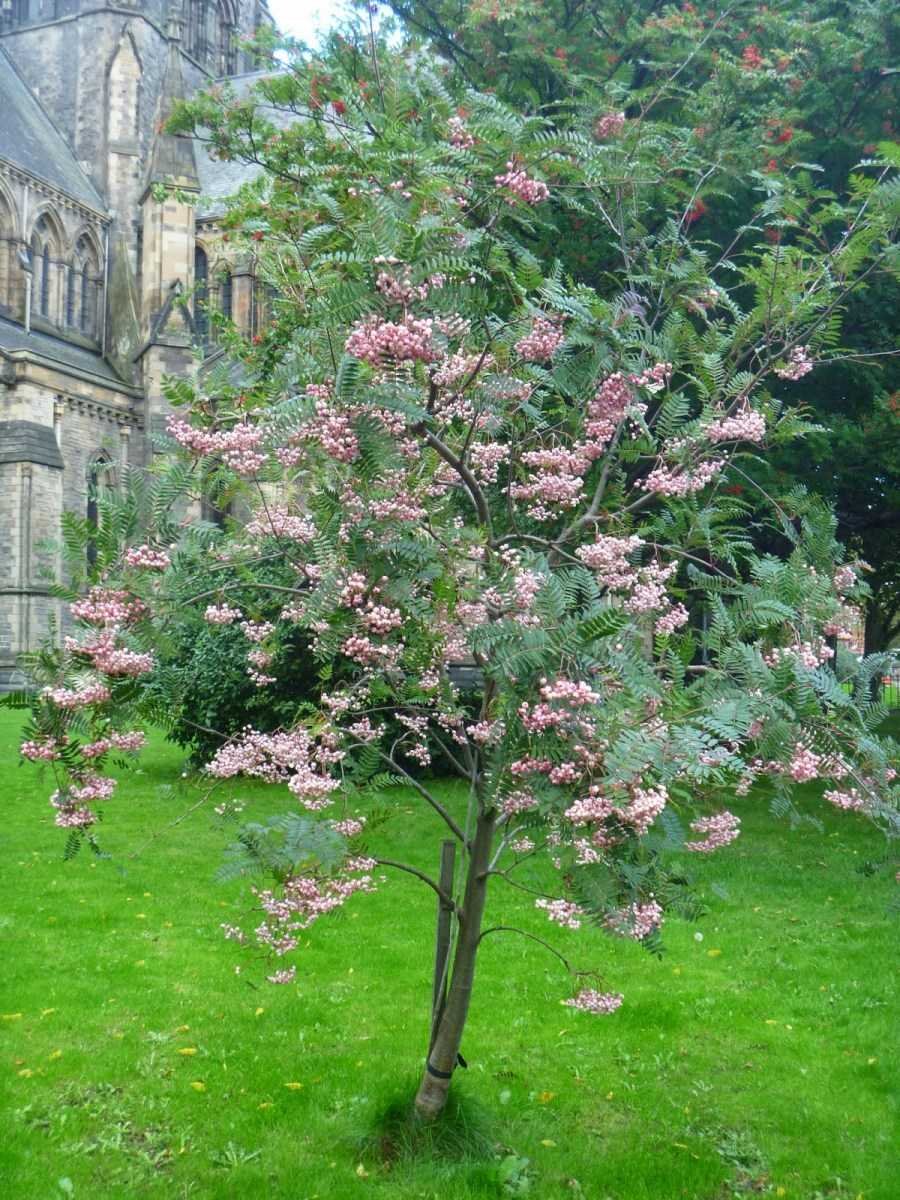 Рябина пинк. Sorbus vilmorinii. Рябина Пинк Вейл. Рябина обыкновенная "кашмирская". Рябина Pink Veil.