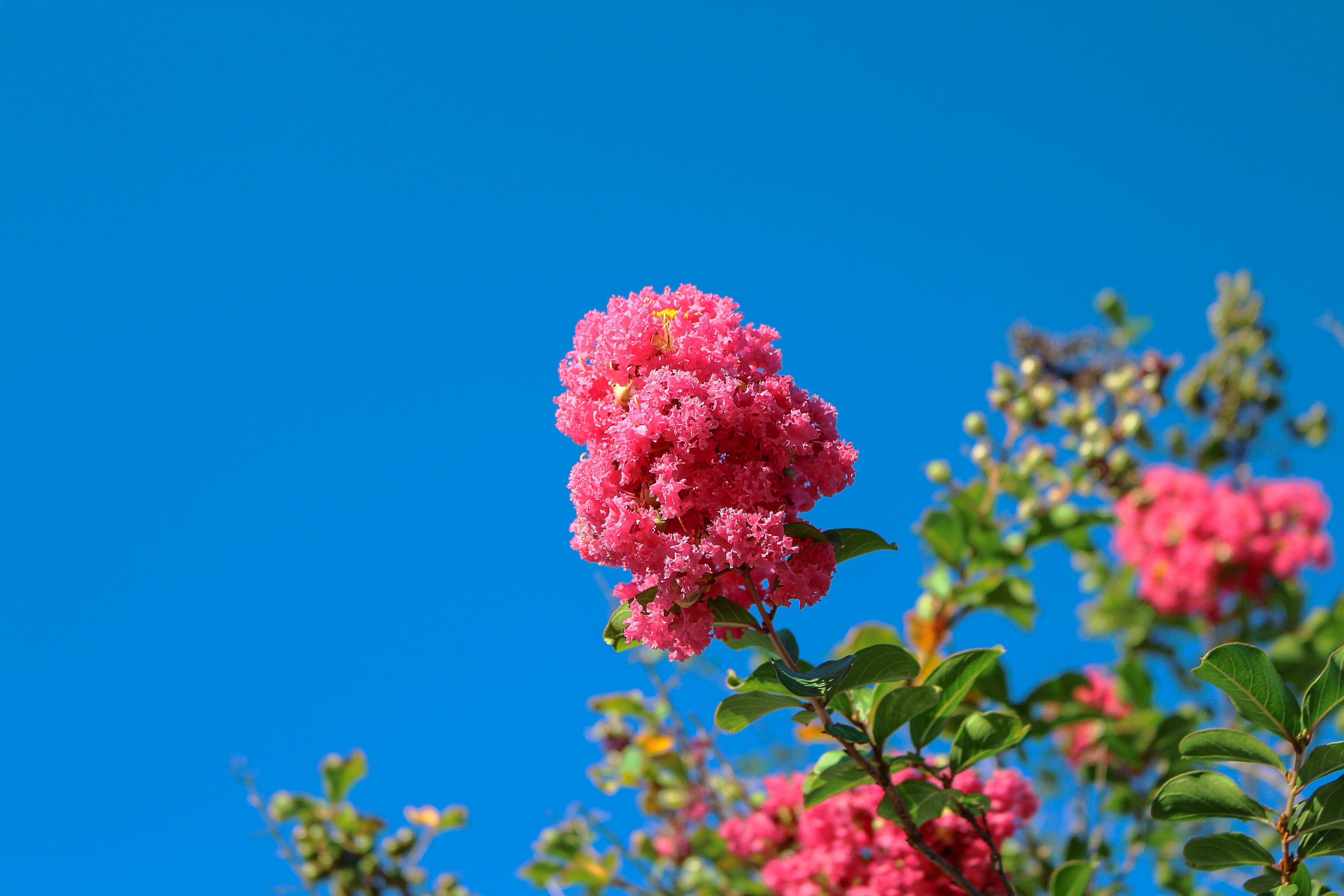 Рябина с розовыми цветами. Лантана цветок. Лантана Pink Sky. Лантана куст.