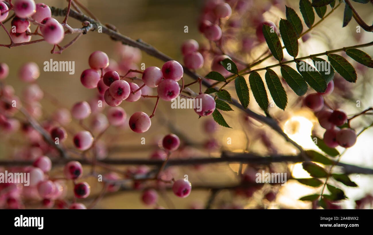 Рябина пинк. Рябина Вильморена. Рябина китайская (Вильморена). Sorbus vilmorinii. Рябина Пинк Вейл.