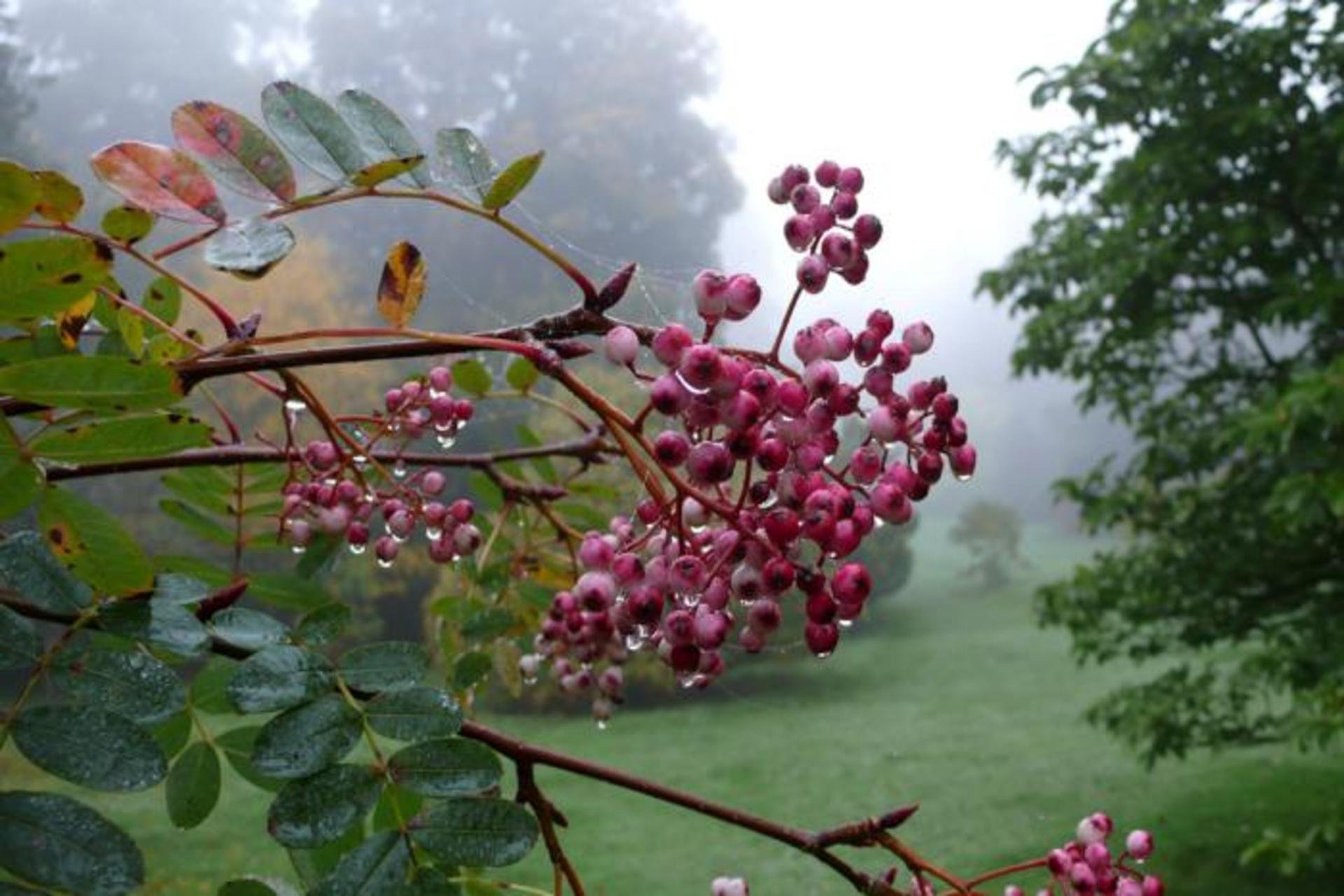 Рябина пинк. Рябина кашмирская Sorbus cashmiriana. Sorbus hupehensis. Рябина Пинк Вейл. Рябина хубейская.