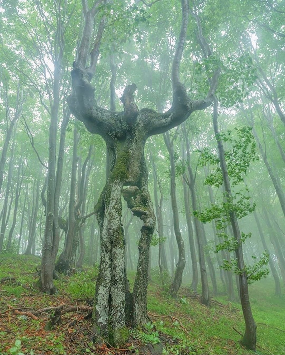 Сравнение сама по себе природа. Лес Хойя-бачу. Аномальный лес Хойя-бачу. Необычные деревья. Странные деревья.