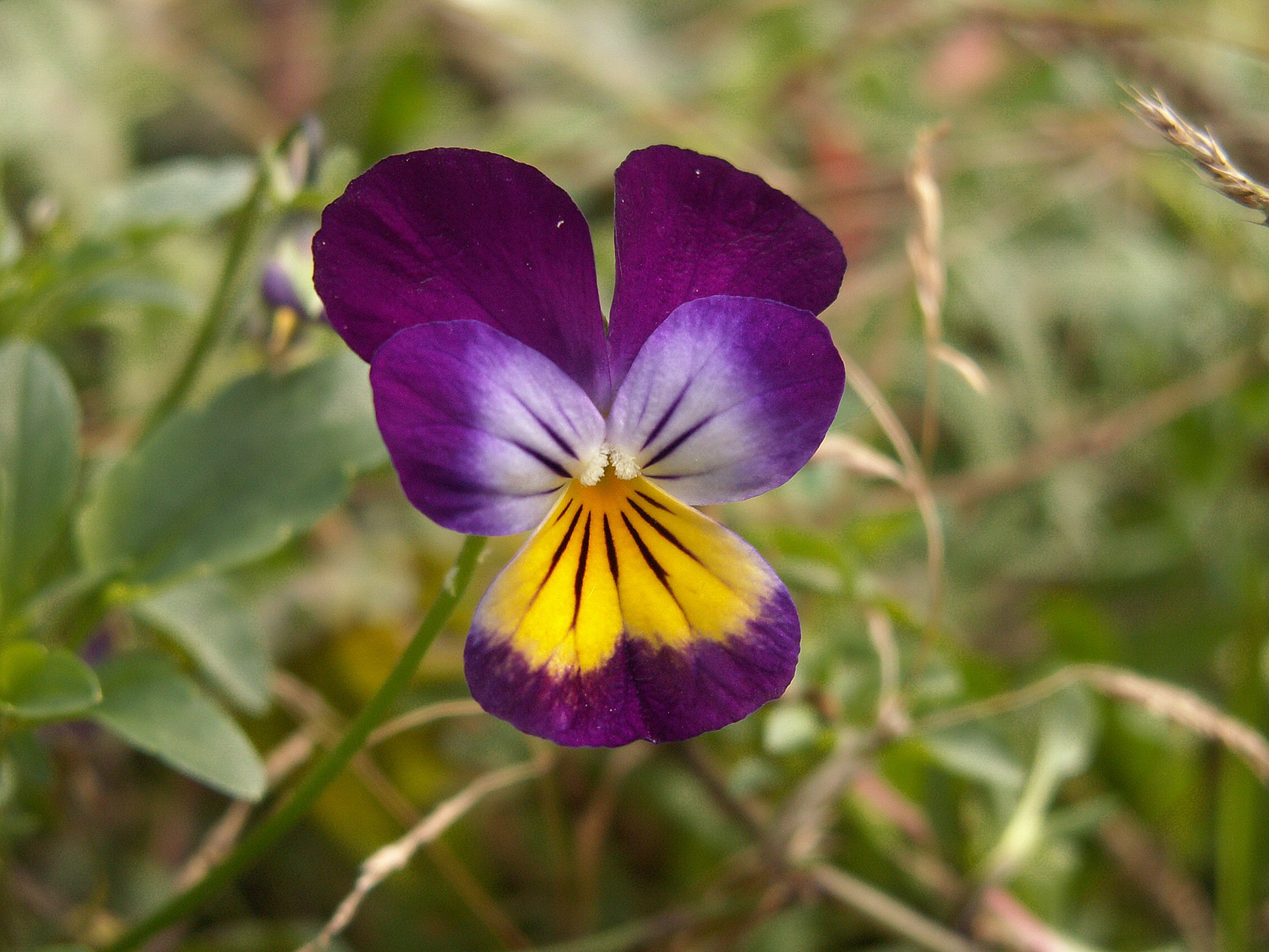 На какое растение похожа фиалка трехцветная. Фиалка трехцветная Viola Tricolor. Анютины глазки, Виола трехцветная. Полевая фиалка и Анютины глазки. Анютины глазки Лесная фиалка.