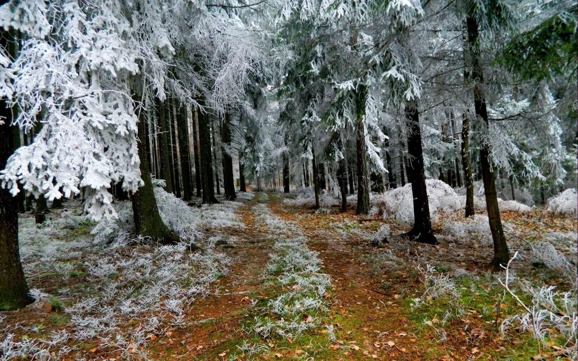 Снежком припорошило. Беловежская пуща природа зима. Беловежская пуща зимой лес. Ноябрь природа. Ранняя зима.