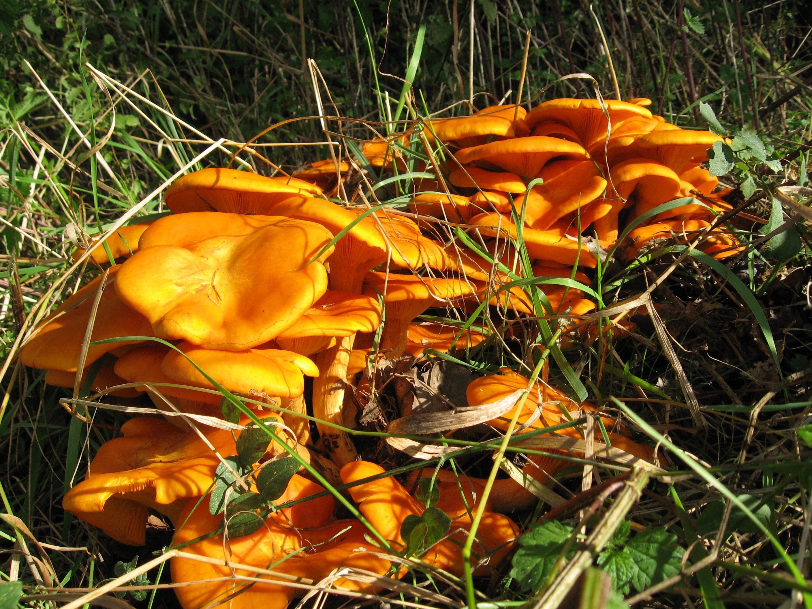 Осень рыжики. Царский гриб Рыжик. Оранжевый гриб Рыжик. Рыжие лисички грибы. Осенние лисички грибы.