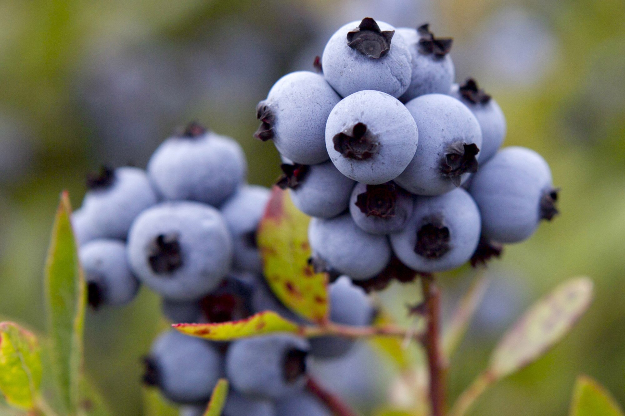 Голубика в разрезе фото. Голубика. Wild Blueberry.