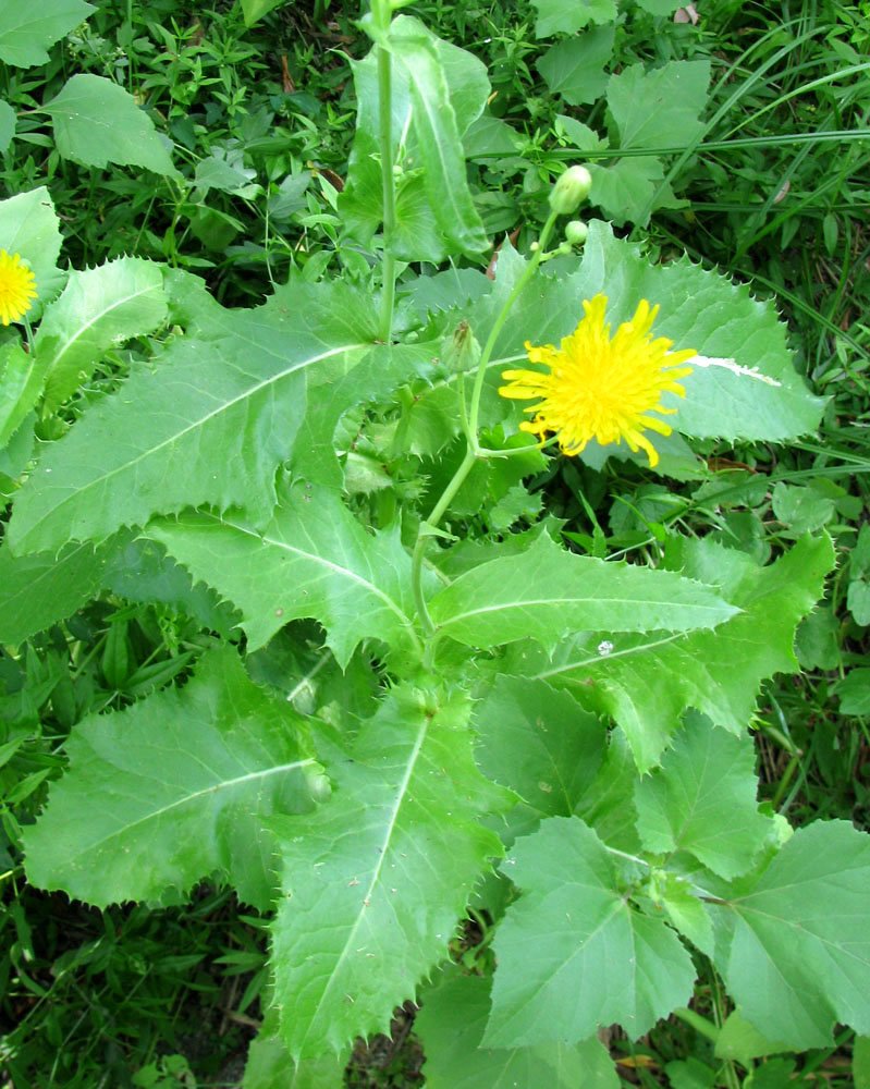 Сорные растения. Осот огородный. Осот желтый полевой. Sonchus oleraceus. Осот полевой сорняк.